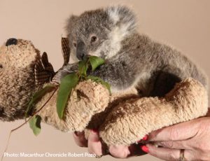 Willy the orphan Koala January 2017 300x230